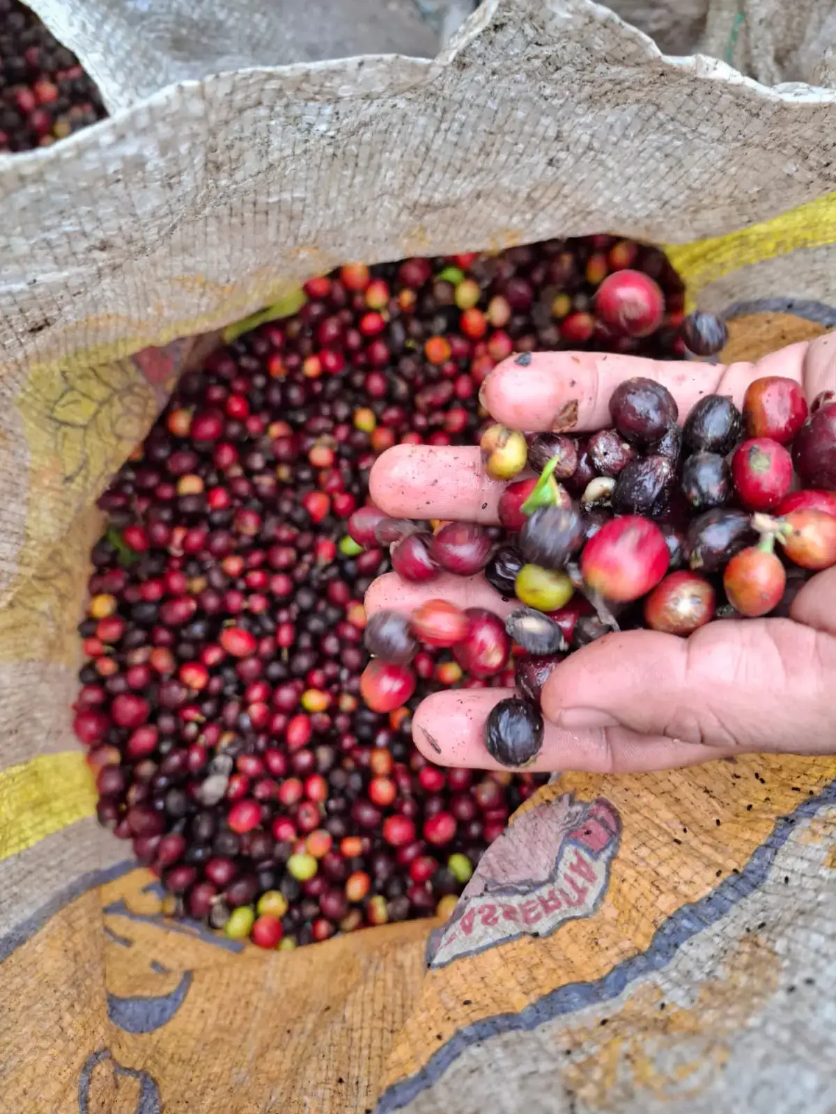 Von Kaffa nach Berlin: Der Ursprung des Kaffees